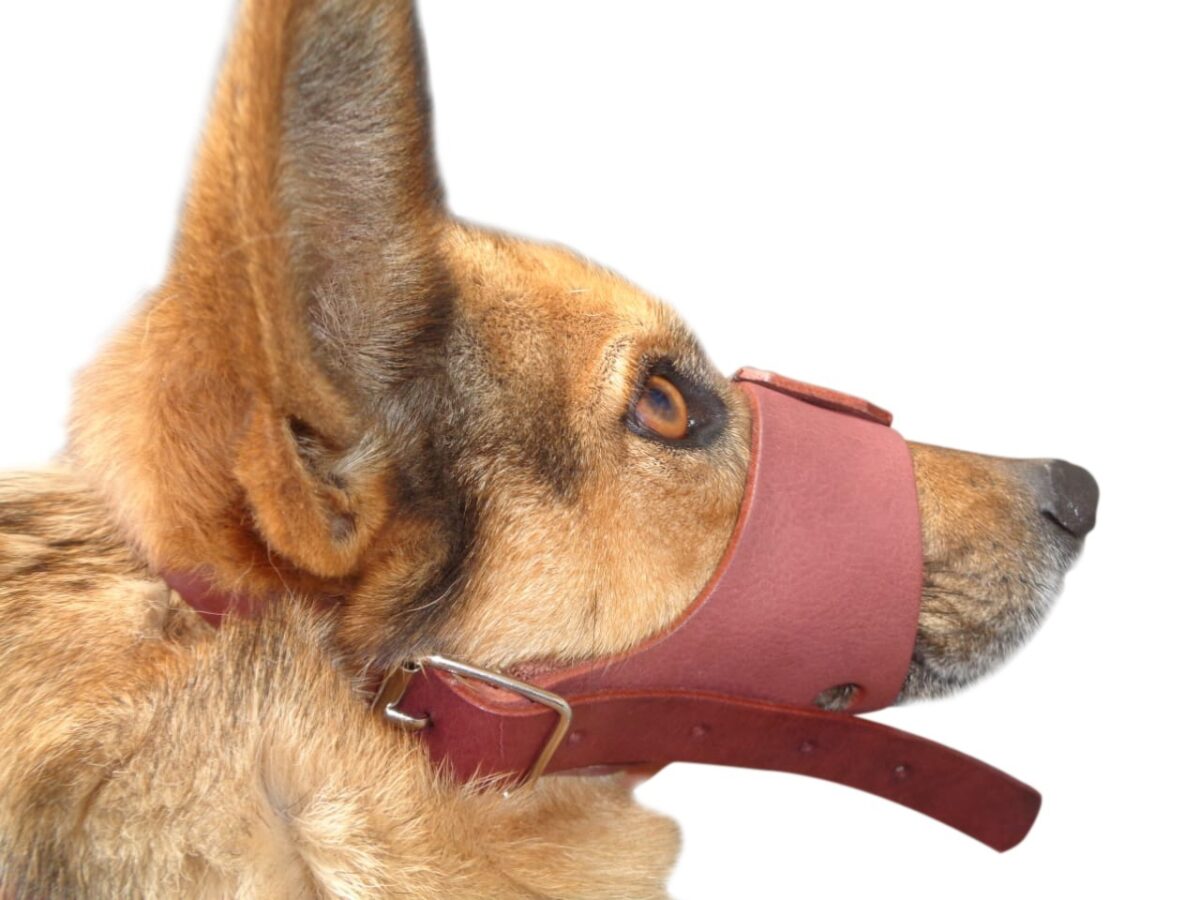 Bozal-trompeta-de-cuero-La-Charole-2-scaled